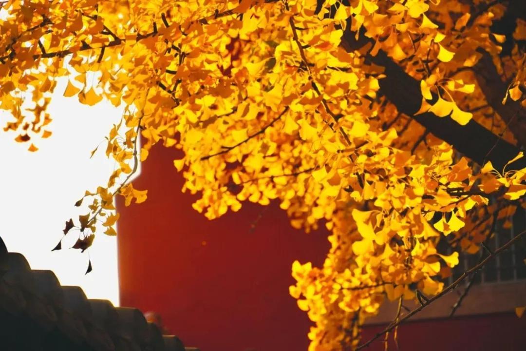 The East Hotel-Very Close To The Drum Tower,The Lama Temple,Houhai Bar Street,And The Forbidden City,There Are Many Old Beijing Traditional Hutongs Around The Hotel ,Experience The Culture Of Old Beijing Hutongs,Near Exit A Of Shichahai On Metro Line Exteriér fotografie